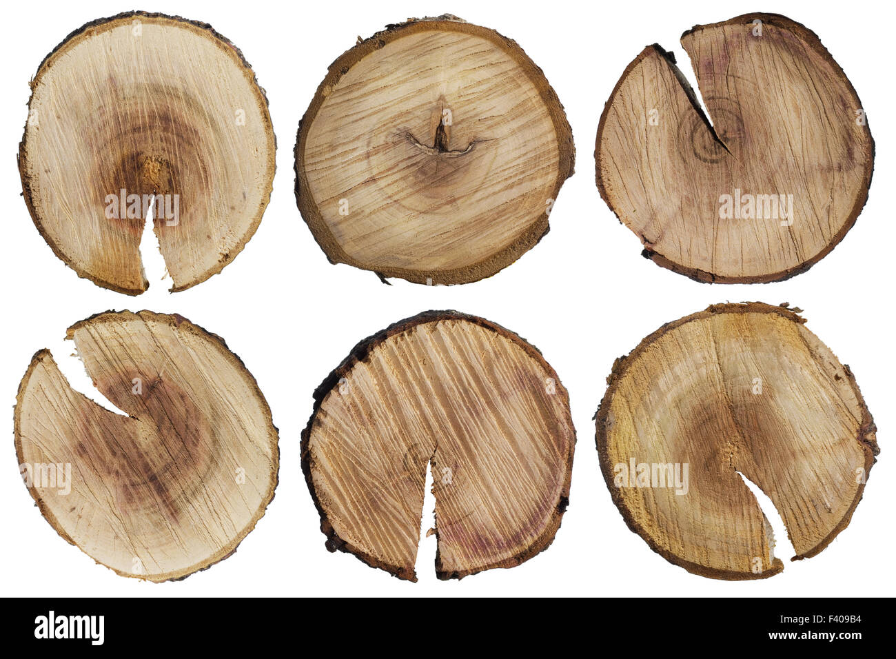 Round cuts of a tree trunk Stock Photo