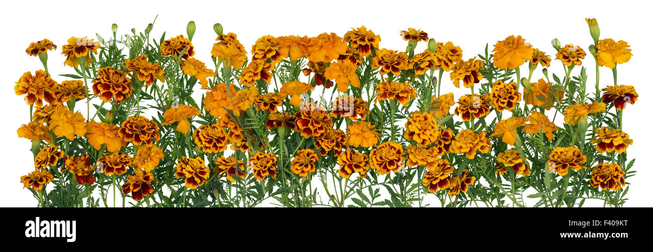 Gold saffron flowers line Stock Photo