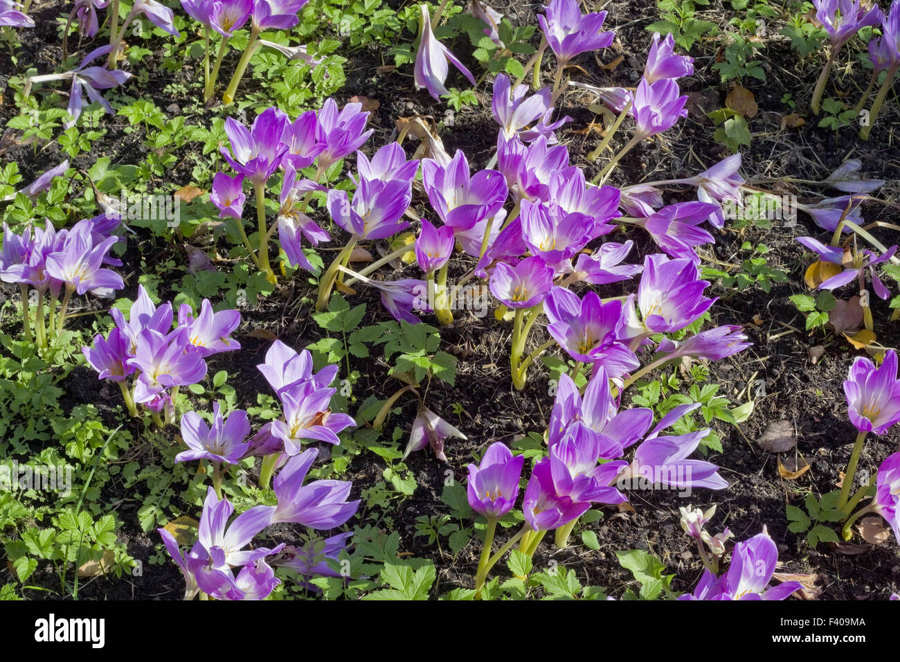 September lilac crocuses Stock Photo
