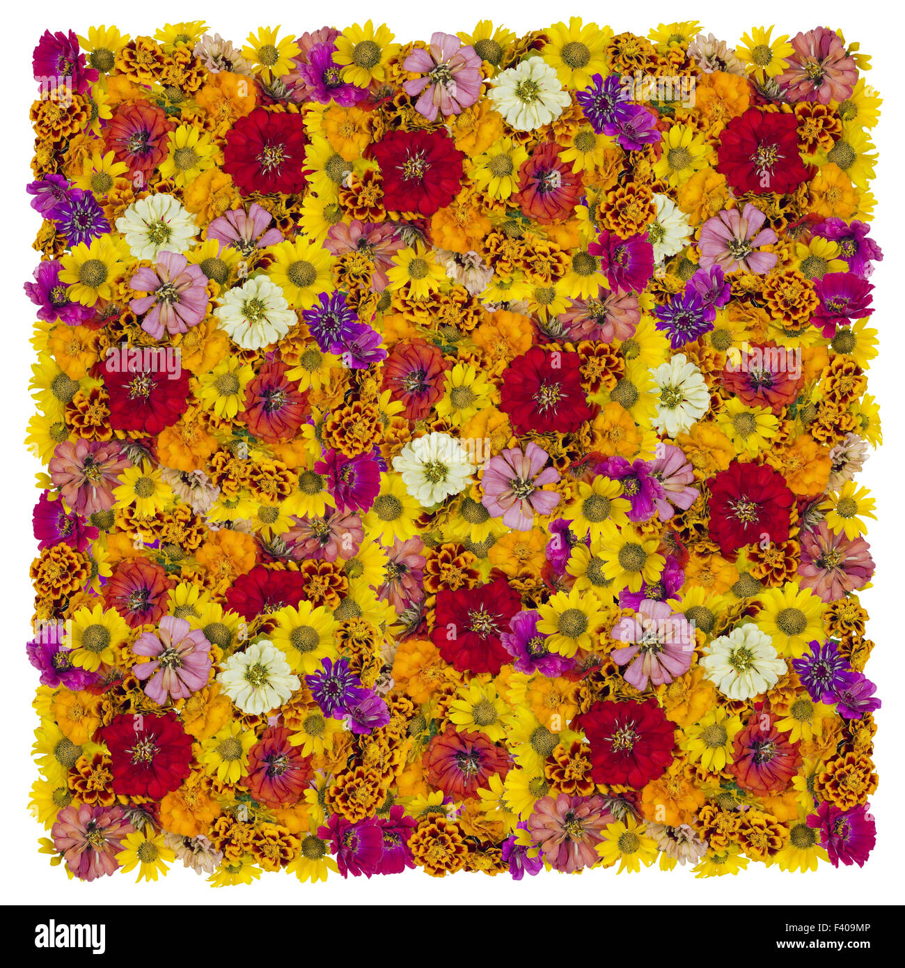 Floral square Stock Photo