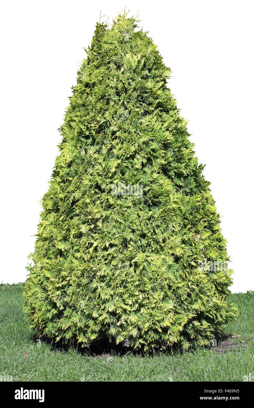 Evergreen coniferous tree isolated Stock Photo