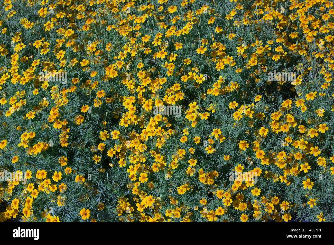 Turkish marigolds  spice Stock Photo