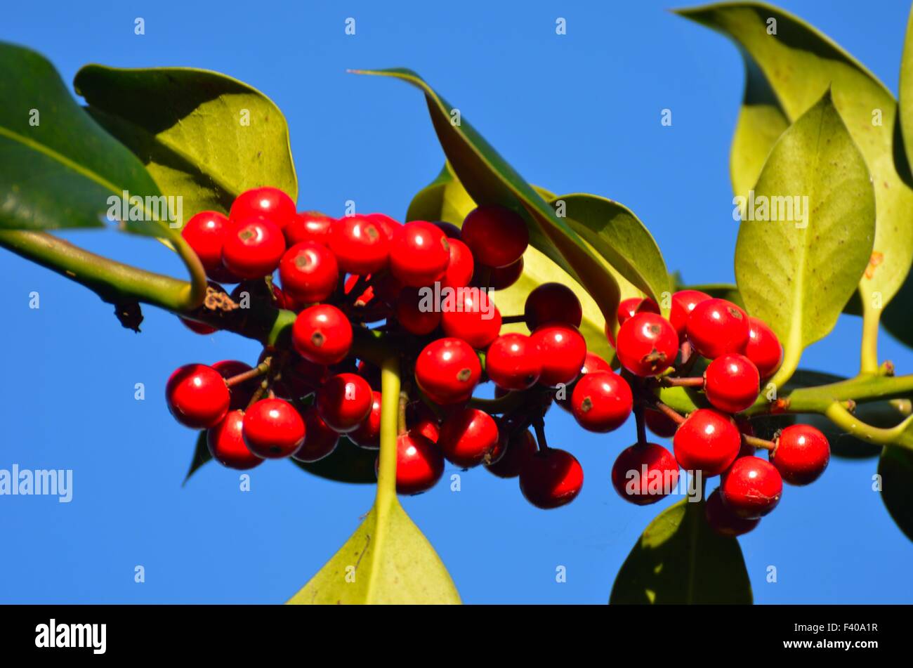 Holly tree with berries holly tree with berries holly hires stock