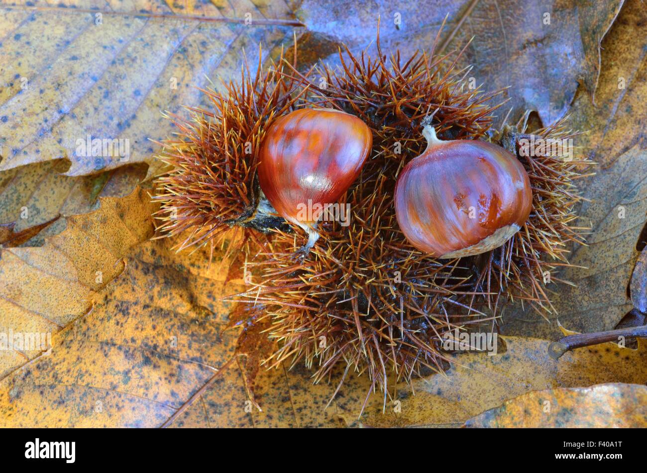 Sweet chestnuts on forest floor Stock Photo