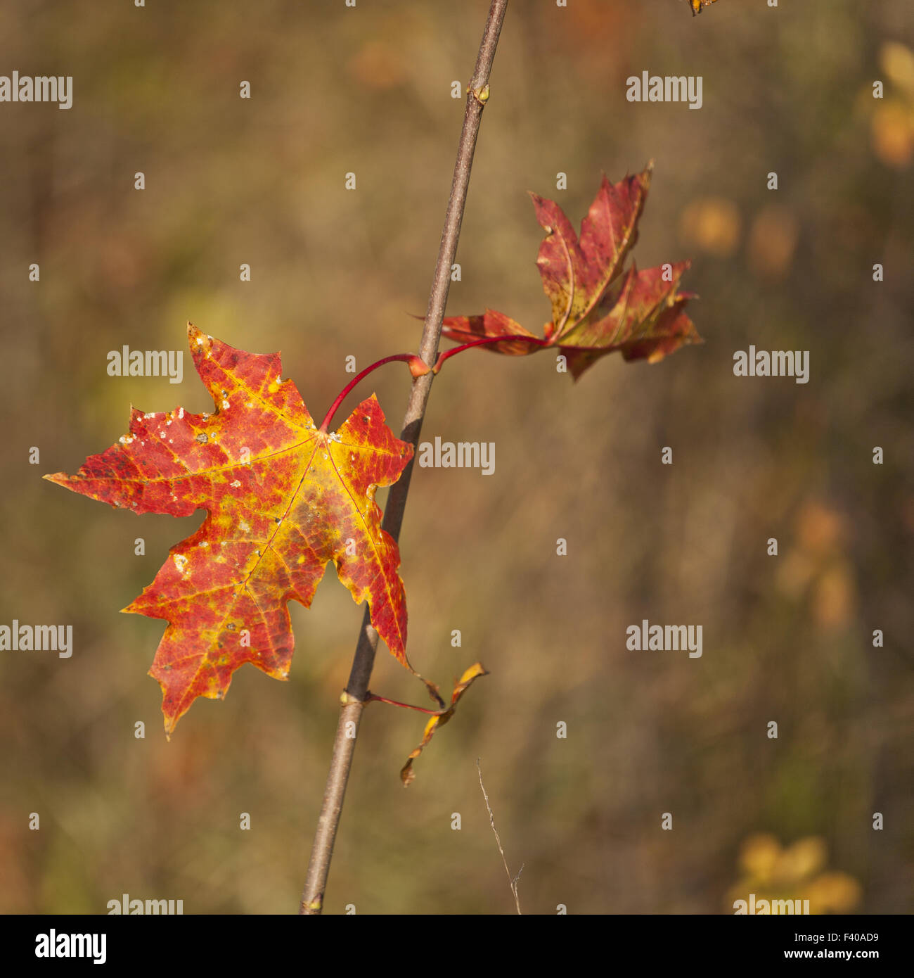 Ast maple leaf hi-res stock photography and images - Alamy