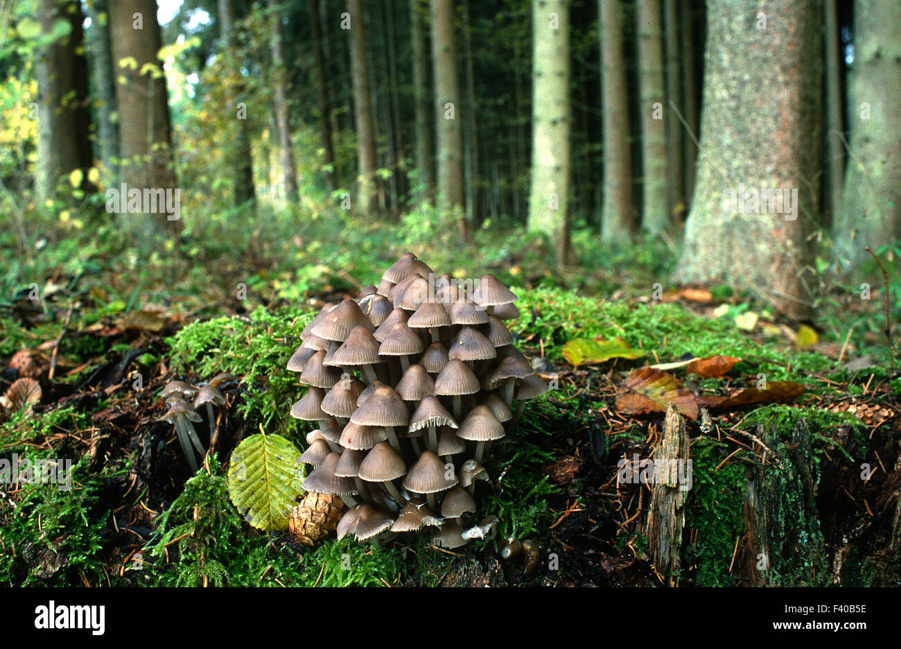 mushroom, fungus Stock Photo