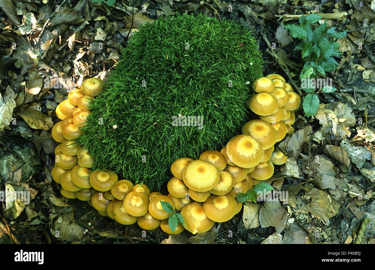 mushroom, fungus Stock Photo