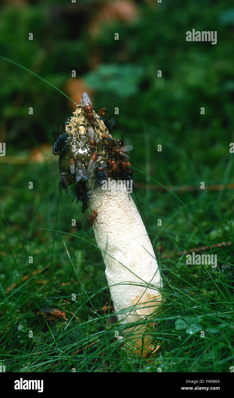 mushroom, fungus, Phallus impudicus; Stock Photo