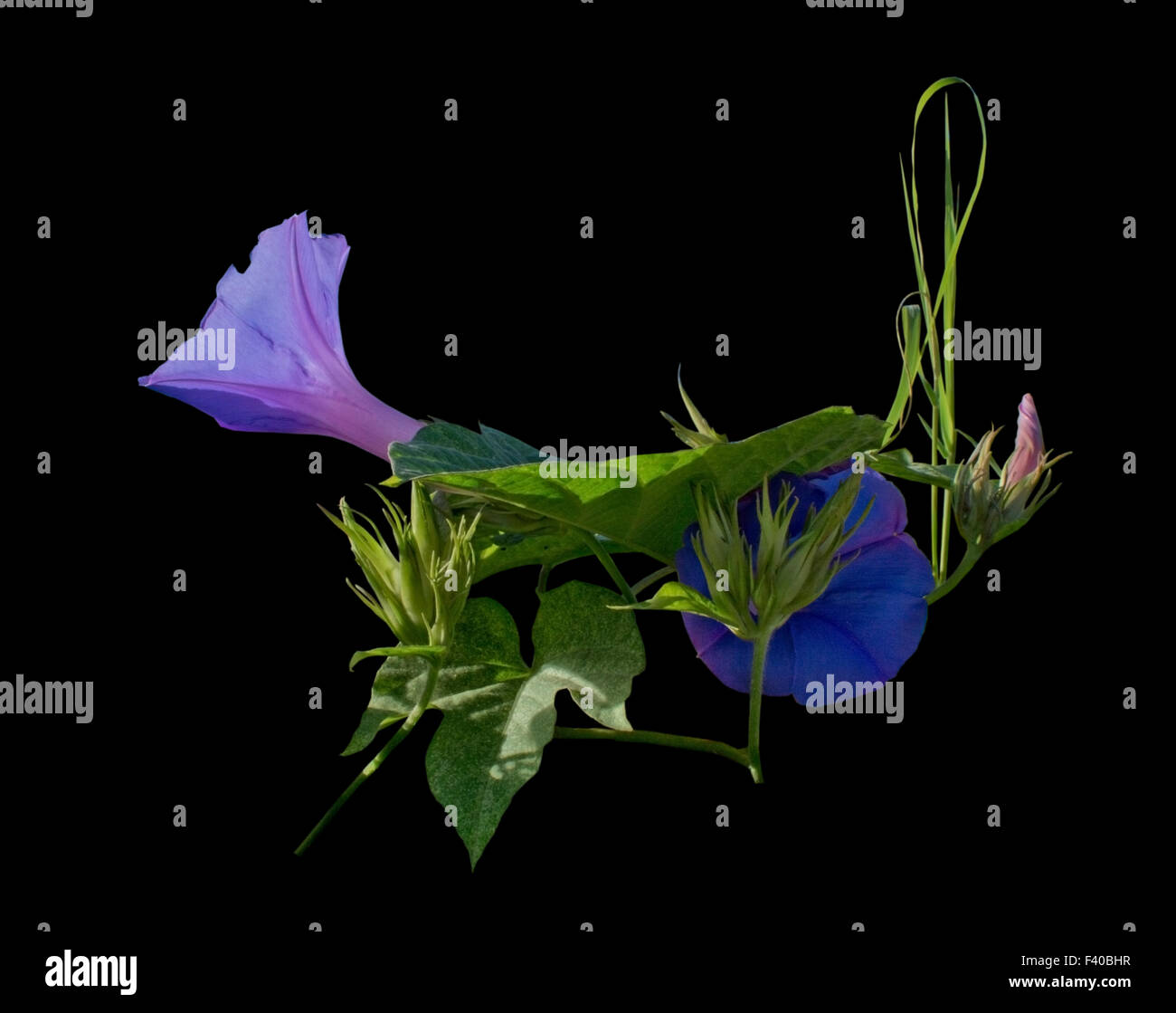 My Image 27
