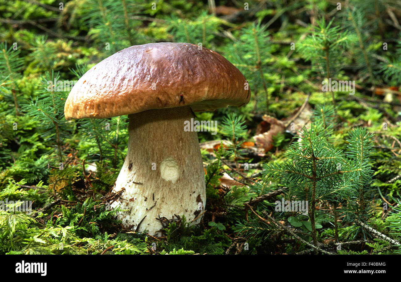 mushroom, fungus, Boletus Stock Photo