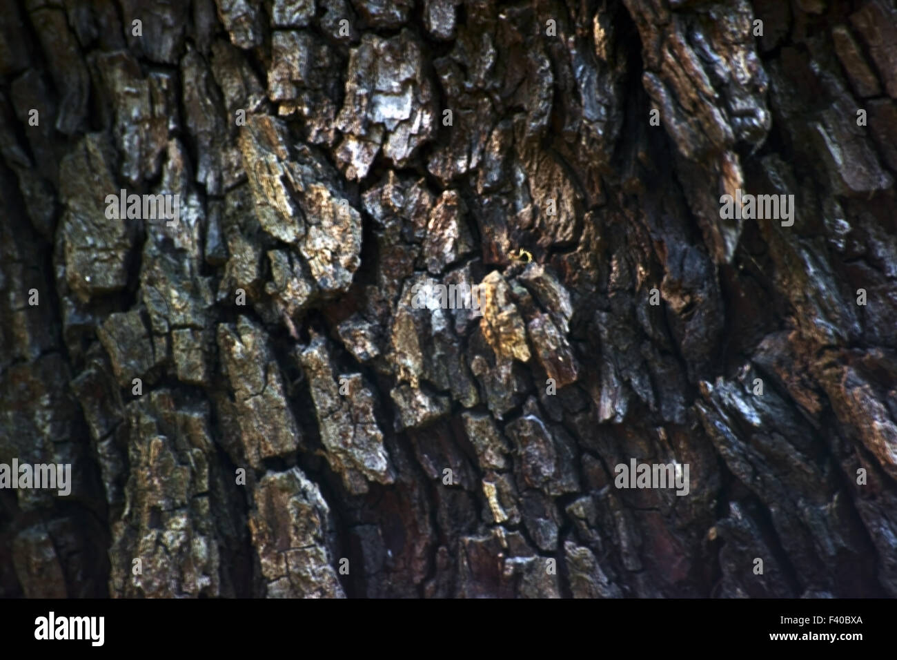 Tree bark background Stock Photo