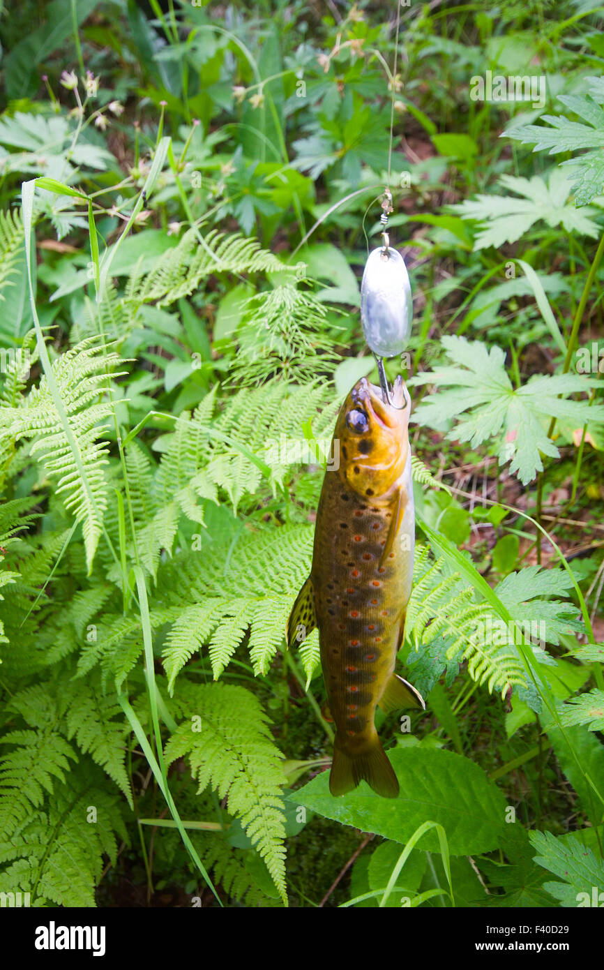 salmon fishing in a polar creek Stock Photo Alamy