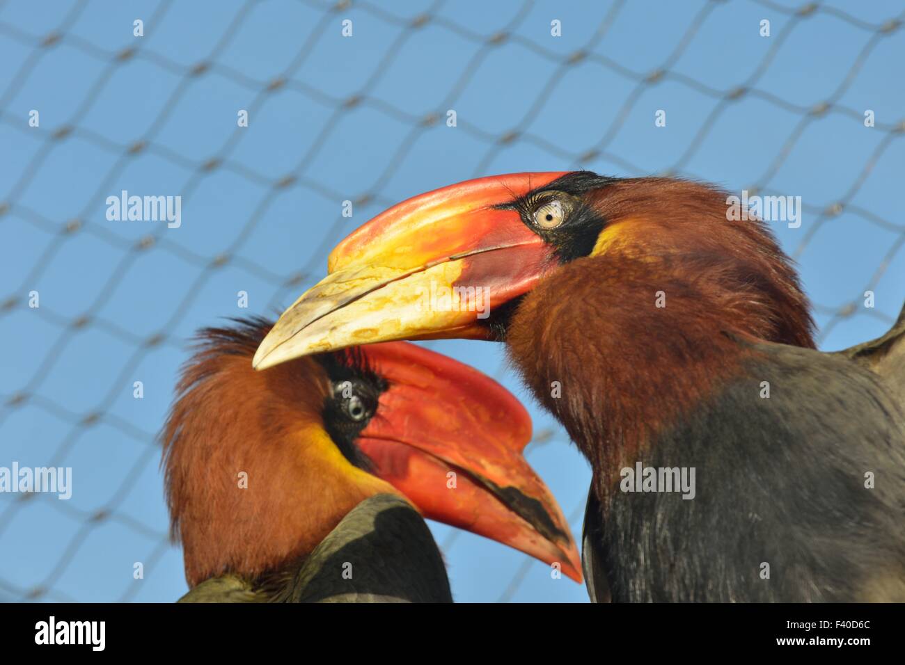 Colored hornbills Stock Photo