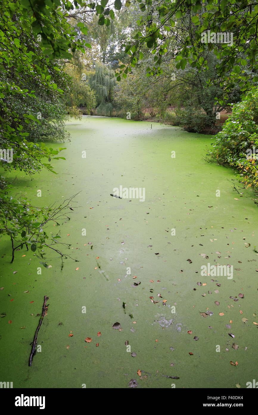 Green duckweed covers small pond Stock Photo