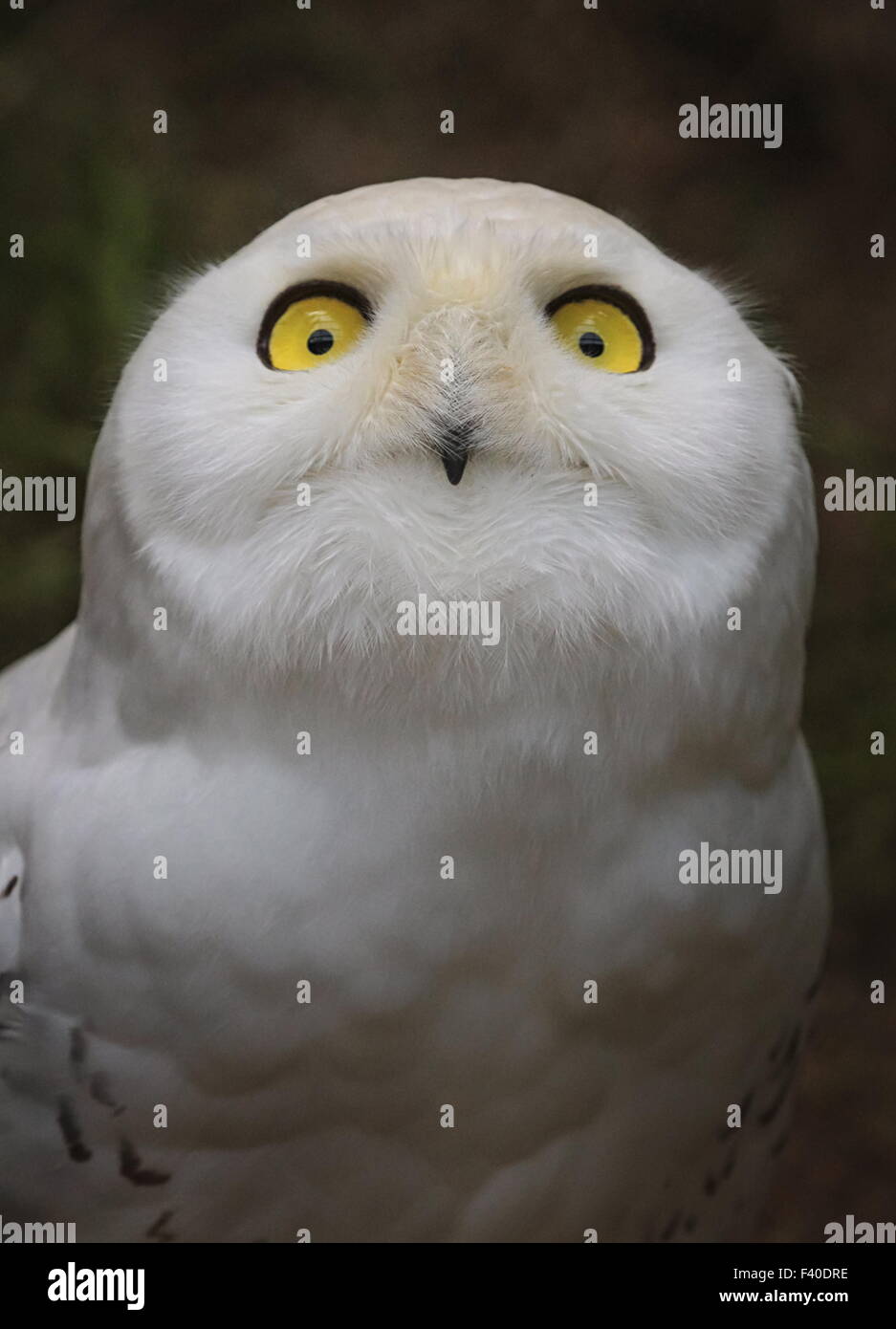 Snowy owl, bubo scandiacus, portrait Stock Photo - Alamy
