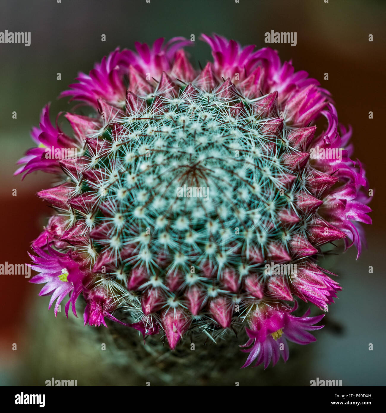 cactus flower Stock Photo