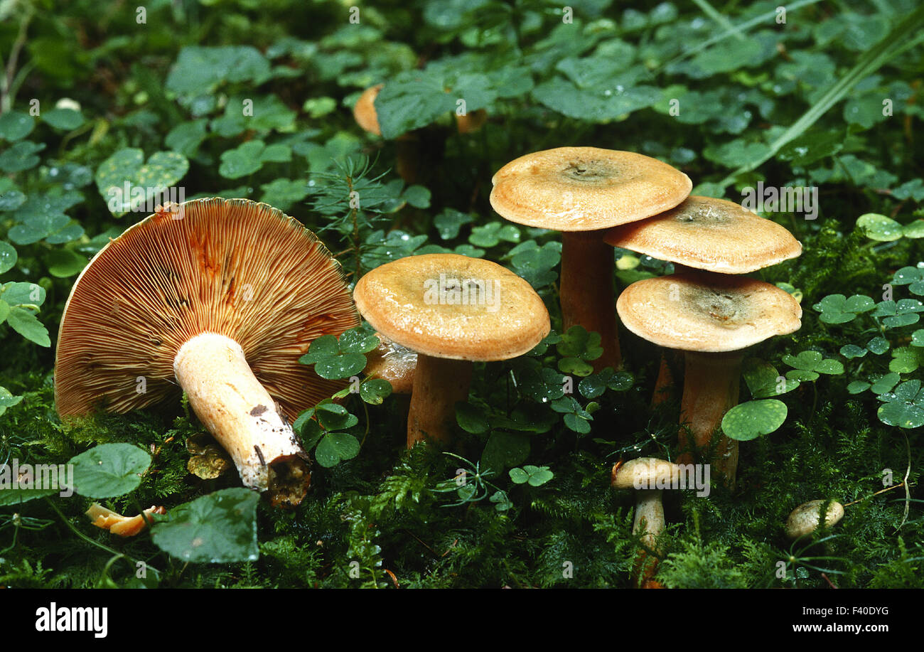 mushroom, Lactarius deterrimus Stock Photo