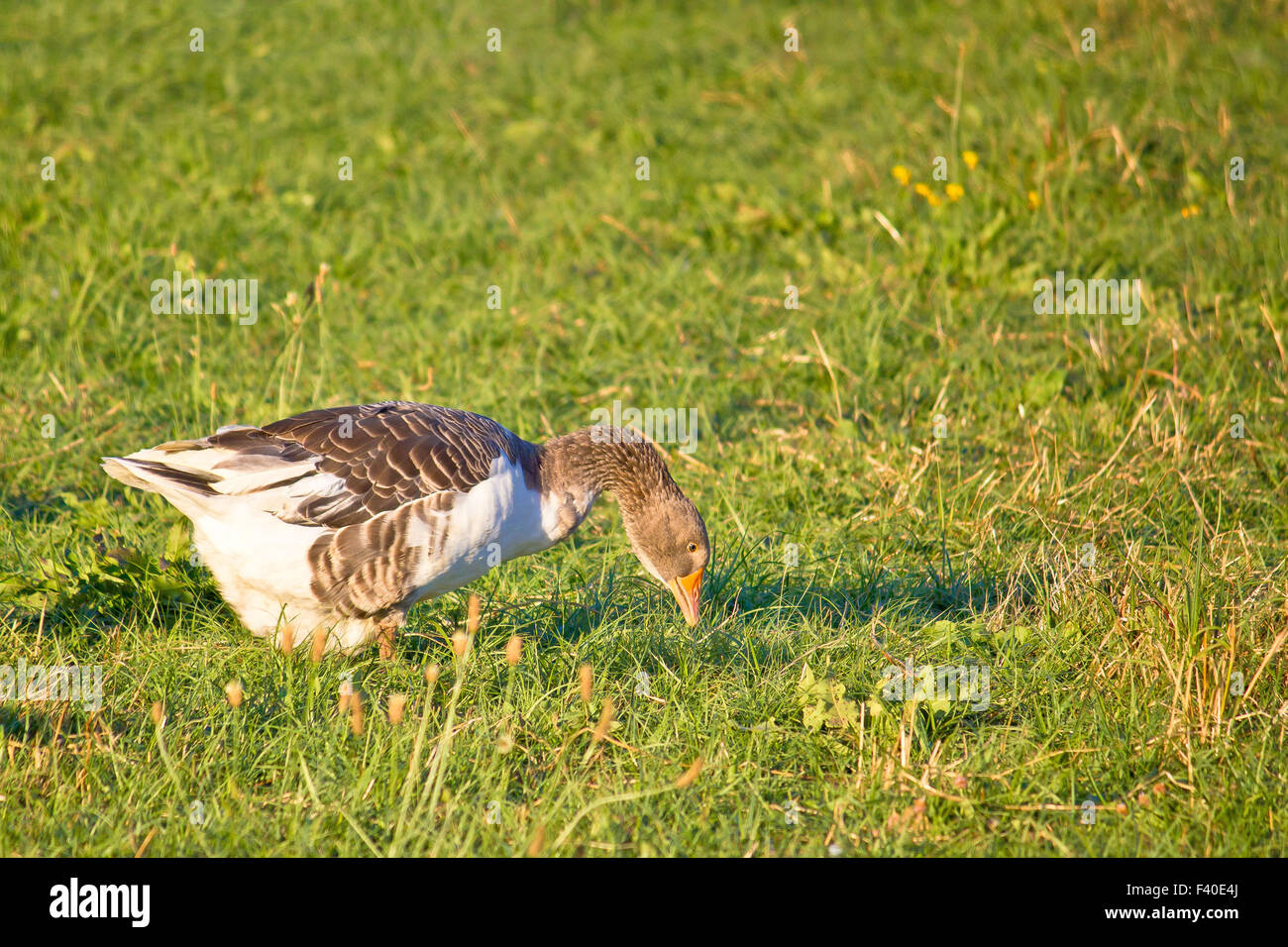 Goose on green farm meadow Stock Photo