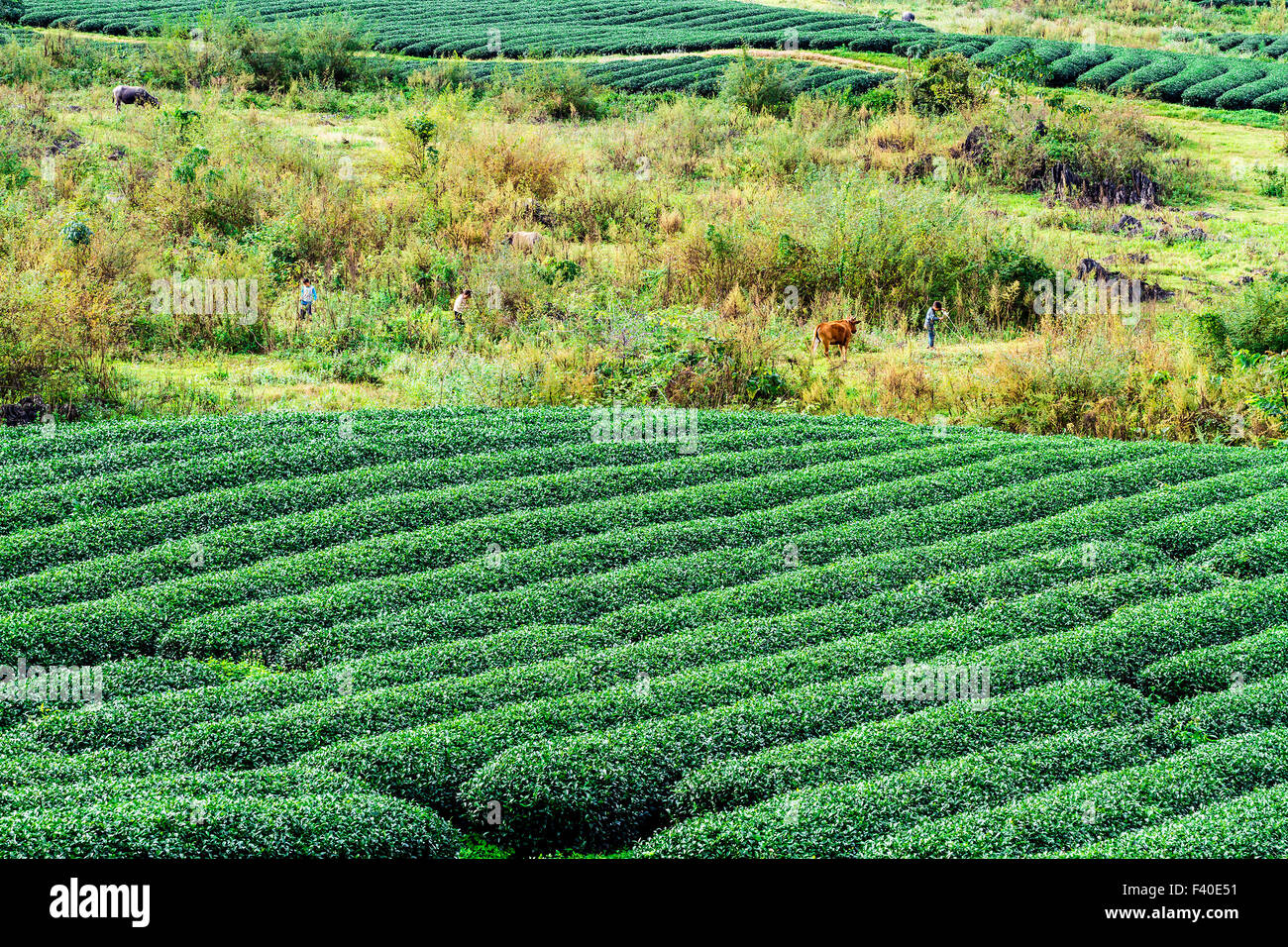 Tea plantation on the highlands Stock Photo