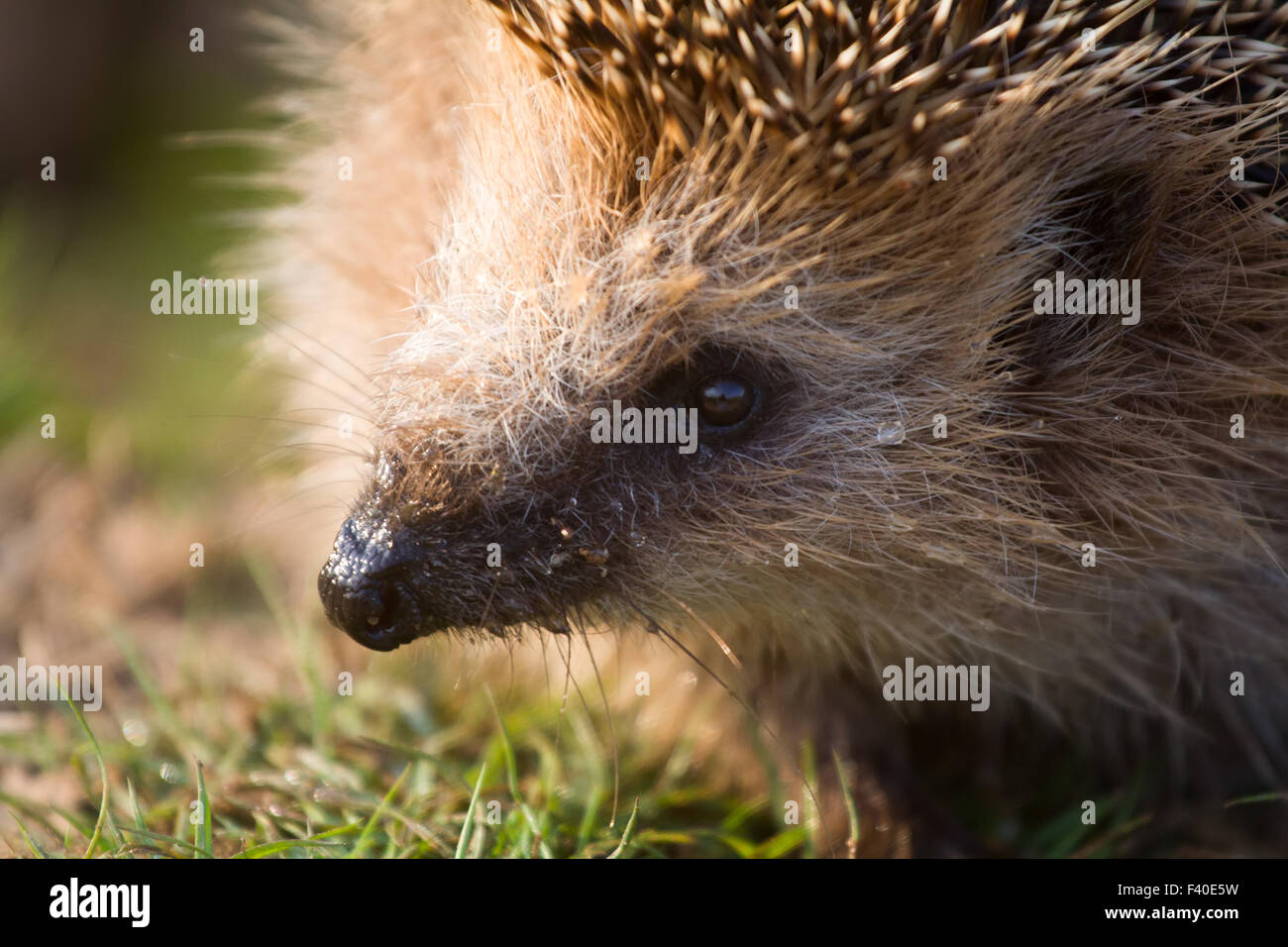 hedgehog  needle wild animal close up Stock Photo