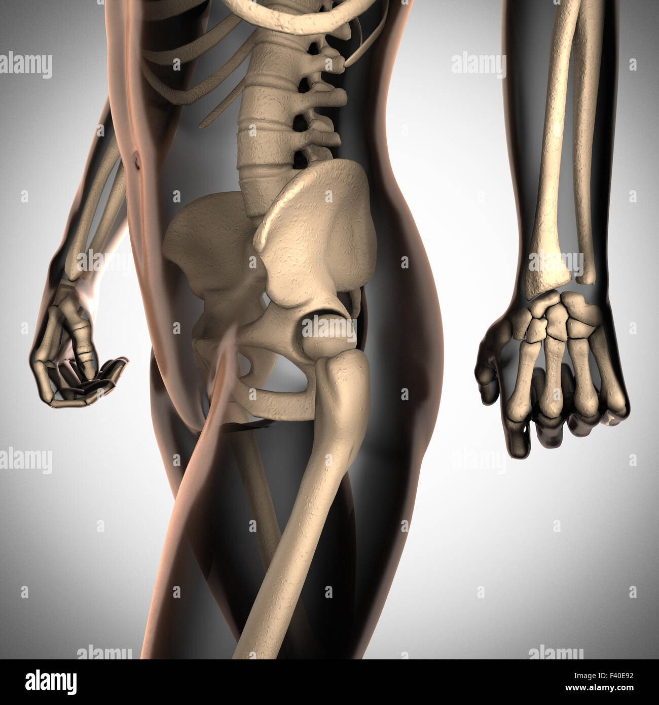 human radiography scan  with bones Stock Photo