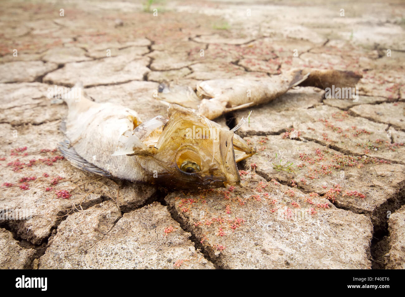 dead fish drought lake  heat Stock Photo