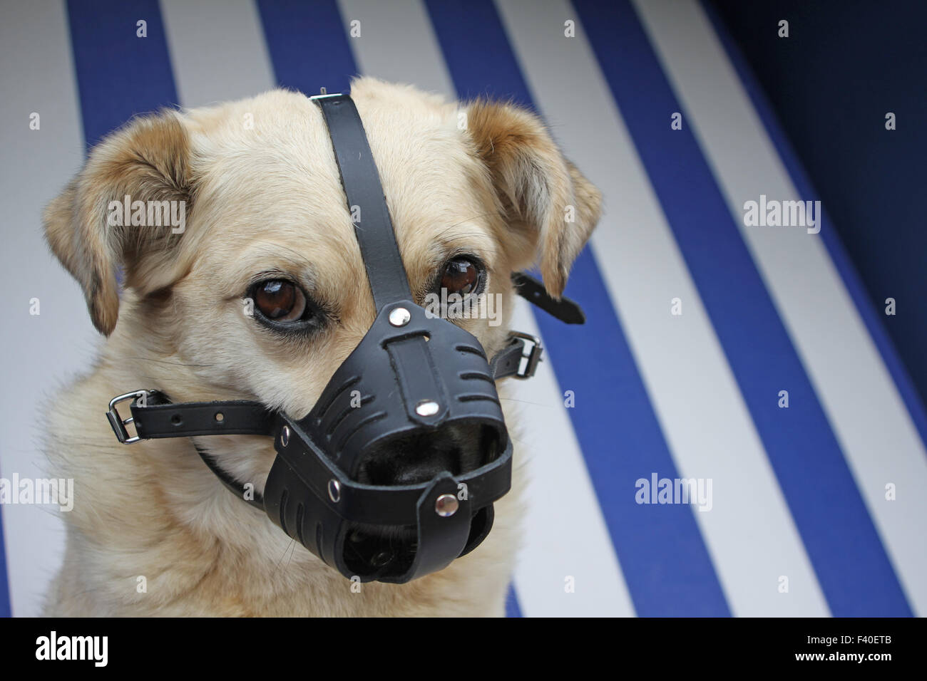 dog with muzzle Stock Photo
