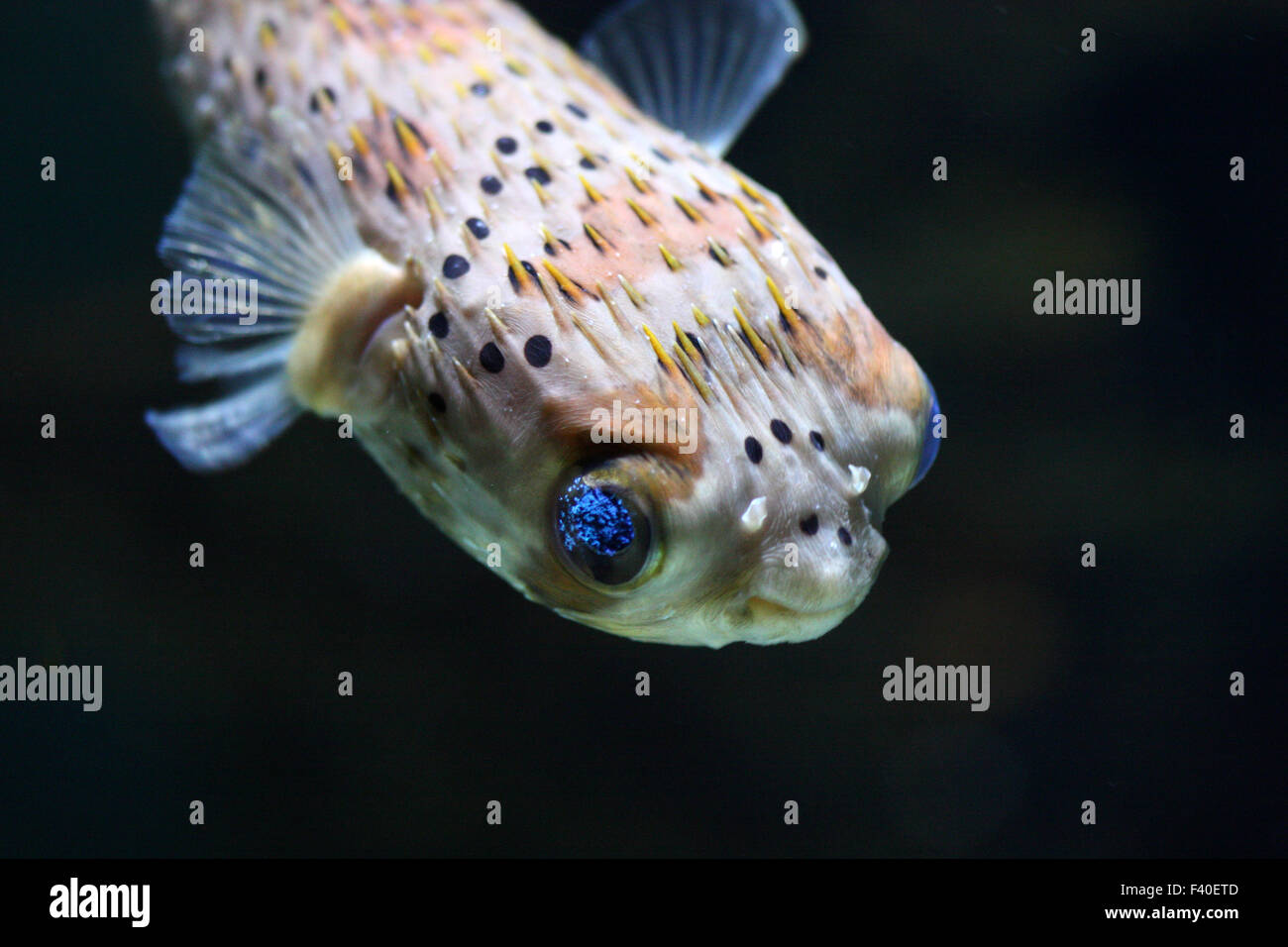 porcupine fish Stock Photo