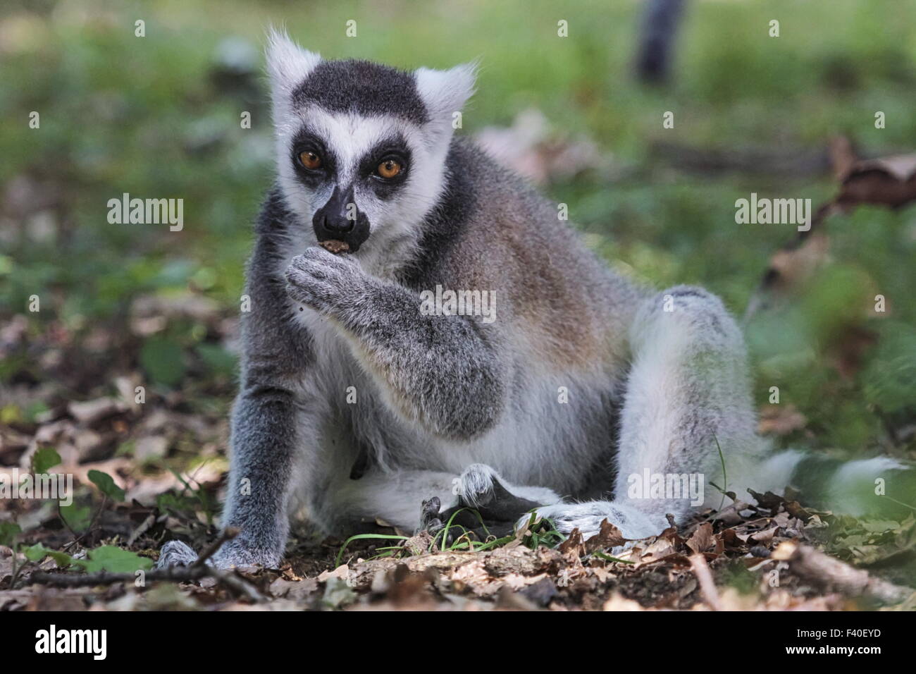 Ring-tailed lemur, lemur catta, eating Stock Photo