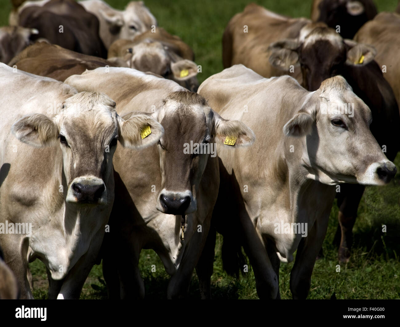 cows Stock Photo