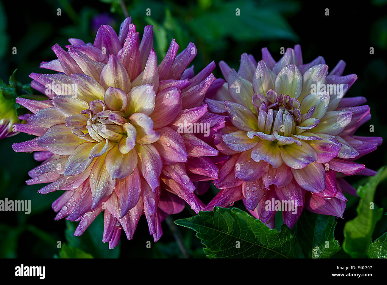 Dahlia hell hi-res stock photography and images - Alamy