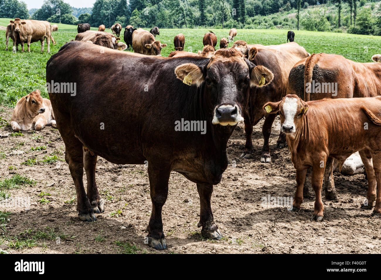 cows Stock Photo Alamy