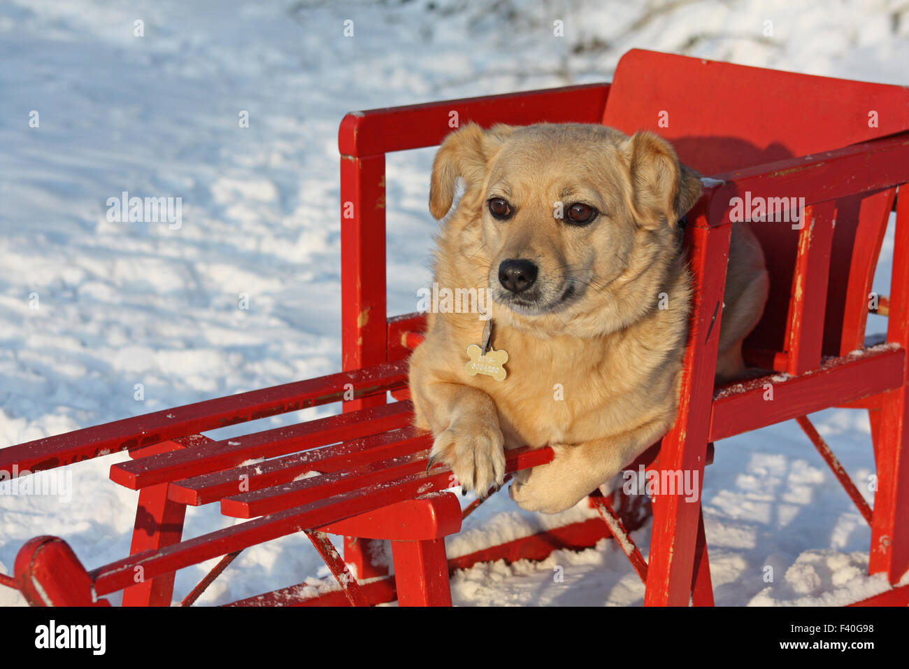 dog on a sleigh Stock Photo