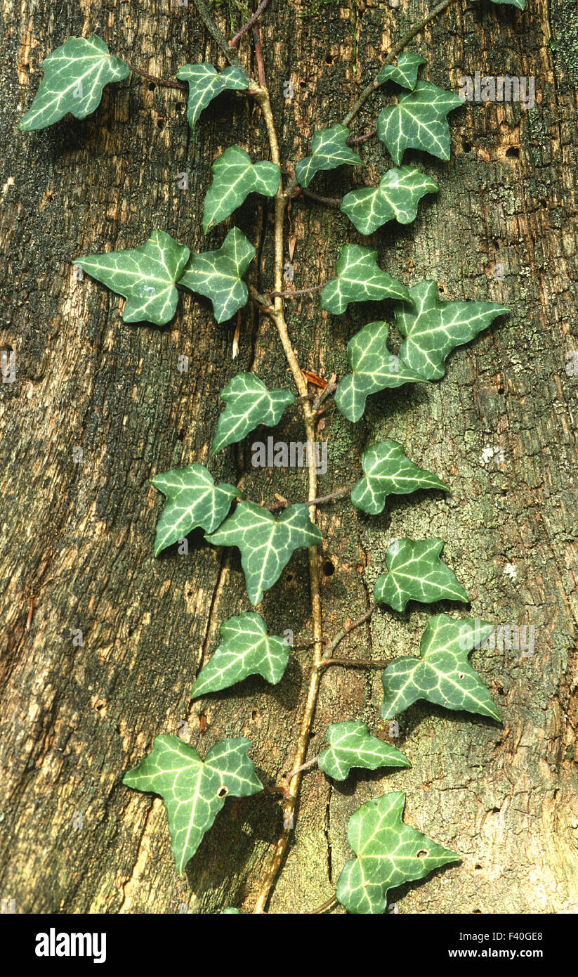 ivy climbs on a tree trunk Stock Photo