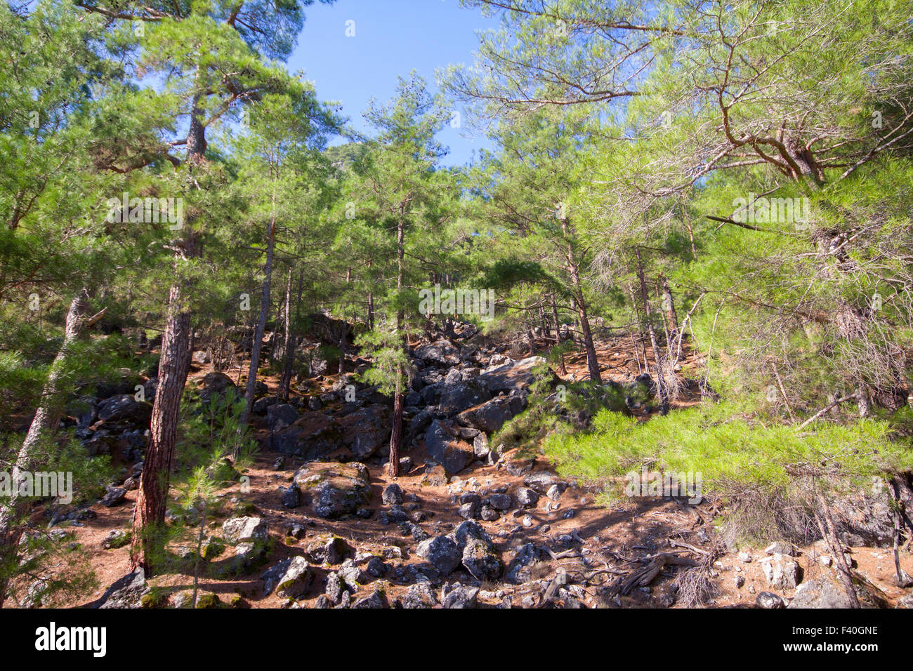 wild natural hillside and pine forest Stock Photo
