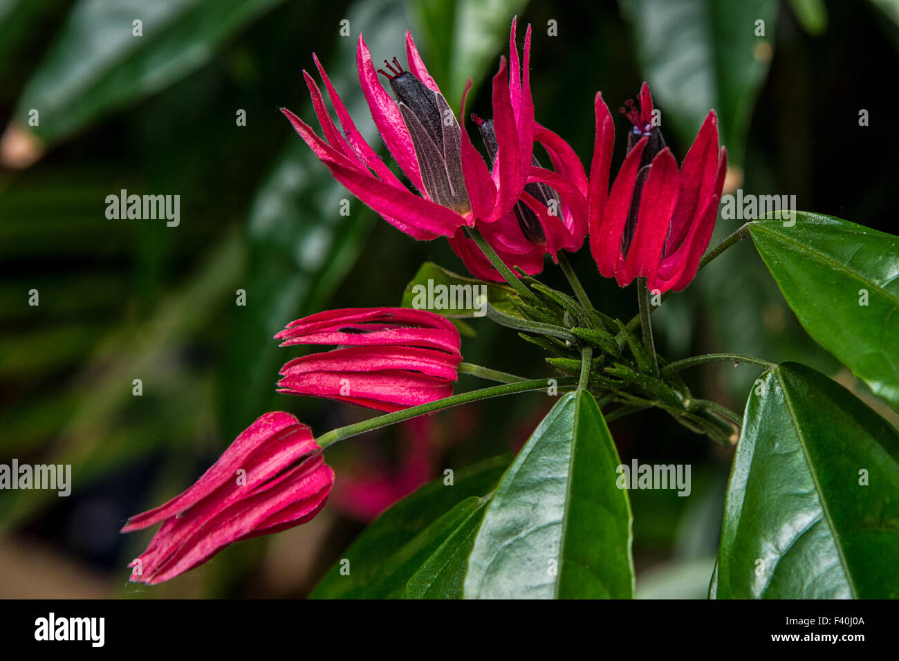 macro photography Stock Photo