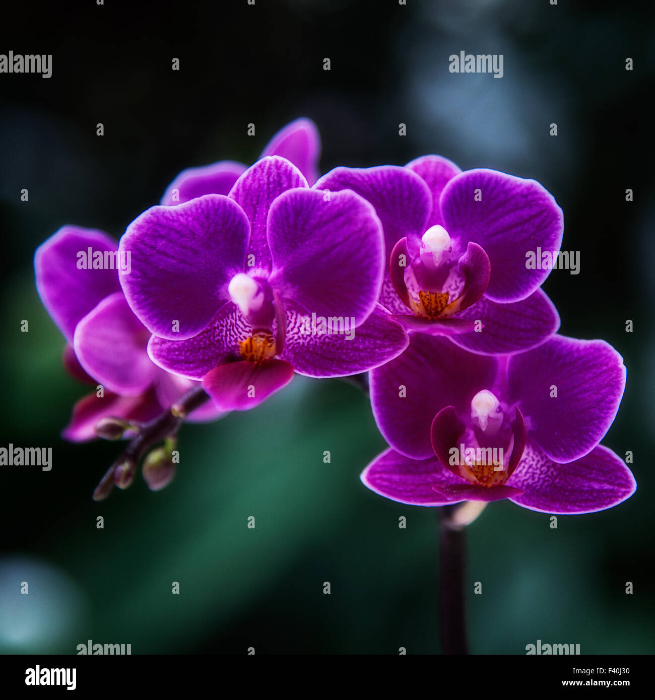 orchid Stock Photo
