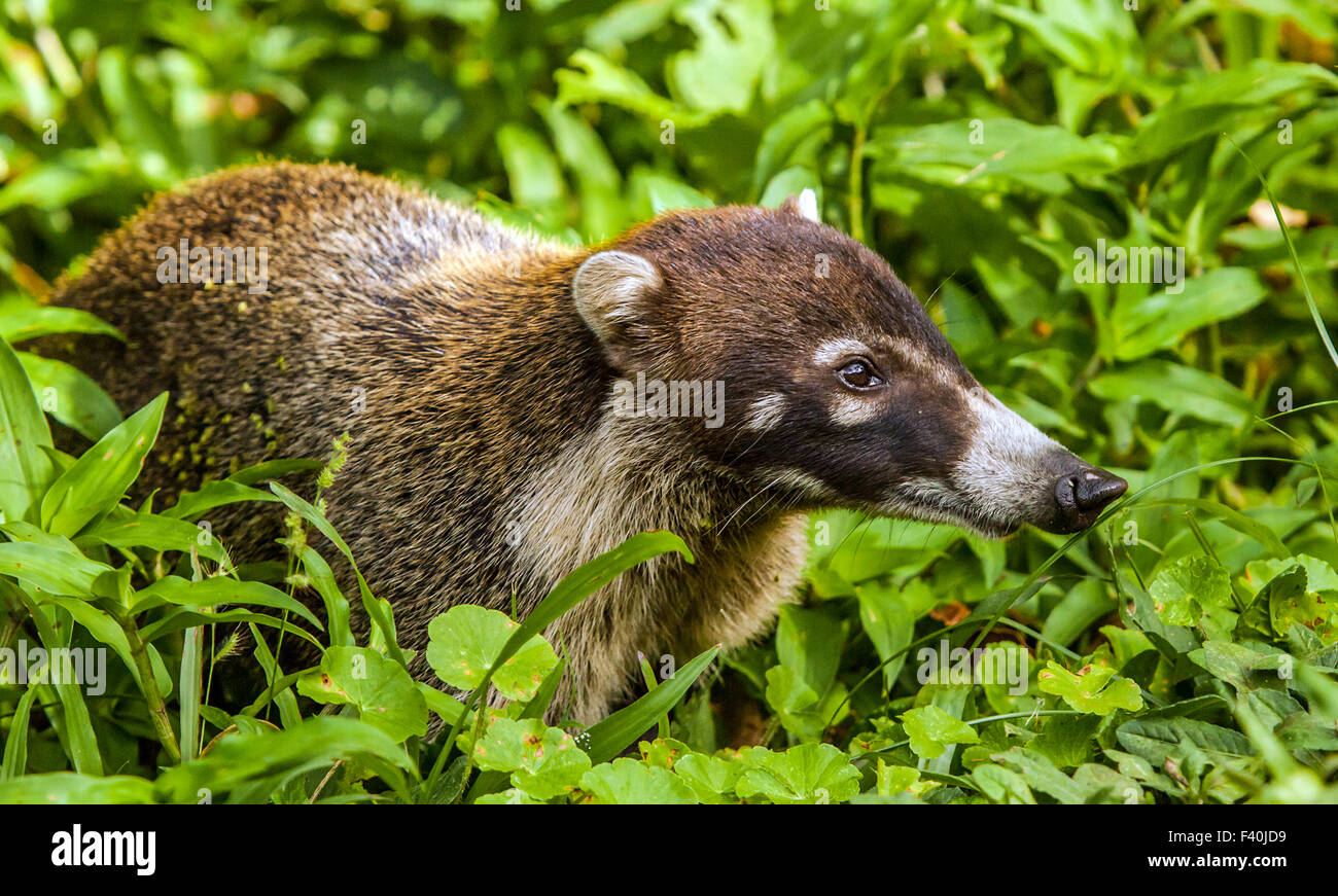 White-nosed Coati in Costa Rica Stock Photo - Alamy