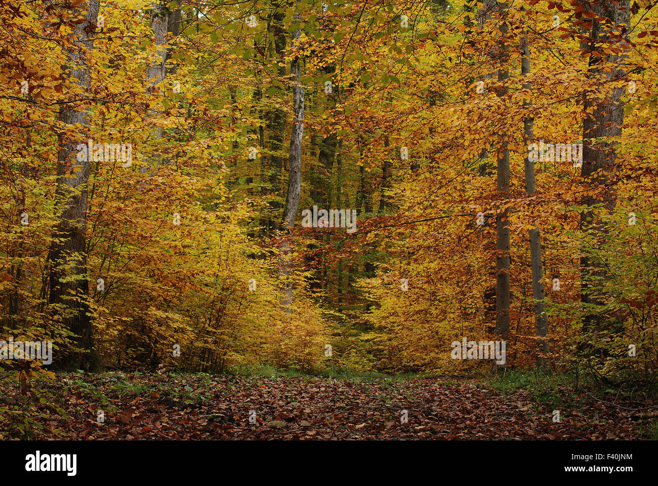 forest in autumn Stock Photo - Alamy