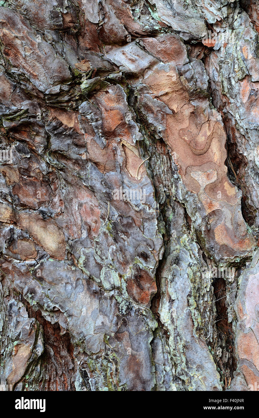 pine bark Stock Photo