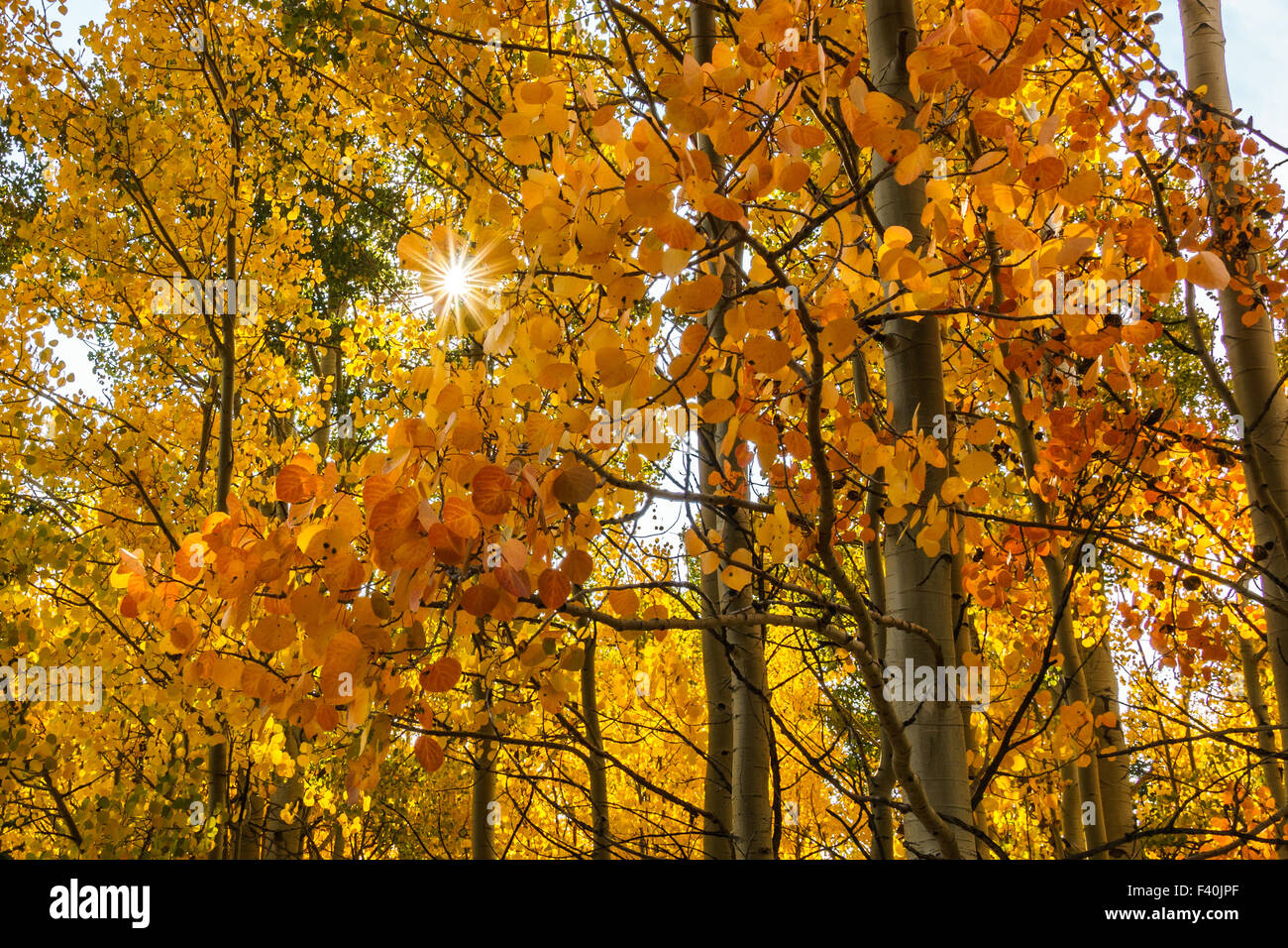 Aspen trees in the fall, with  the sun bursting through in Autumn Stock Photo