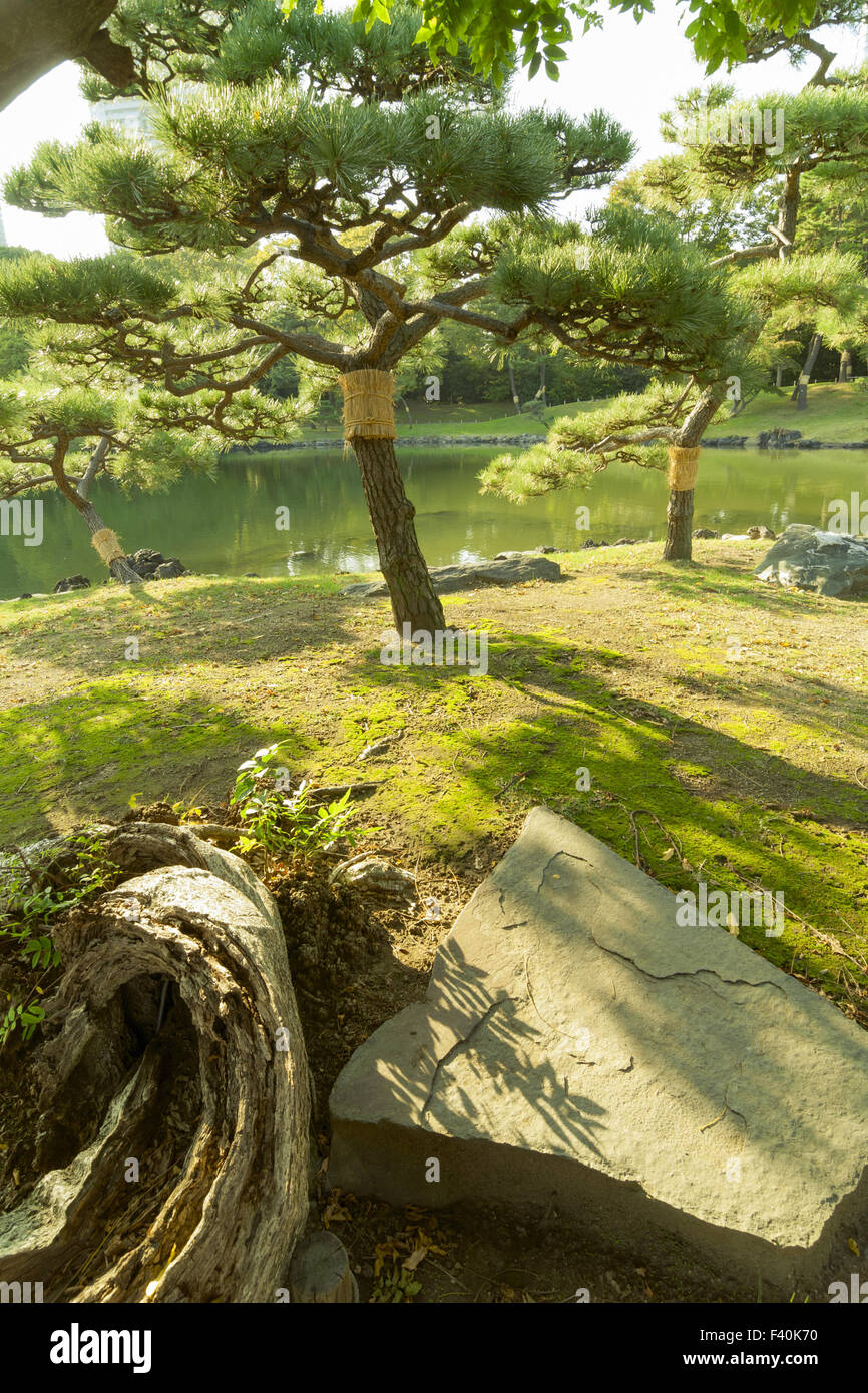 Japanese pines Stock Photo