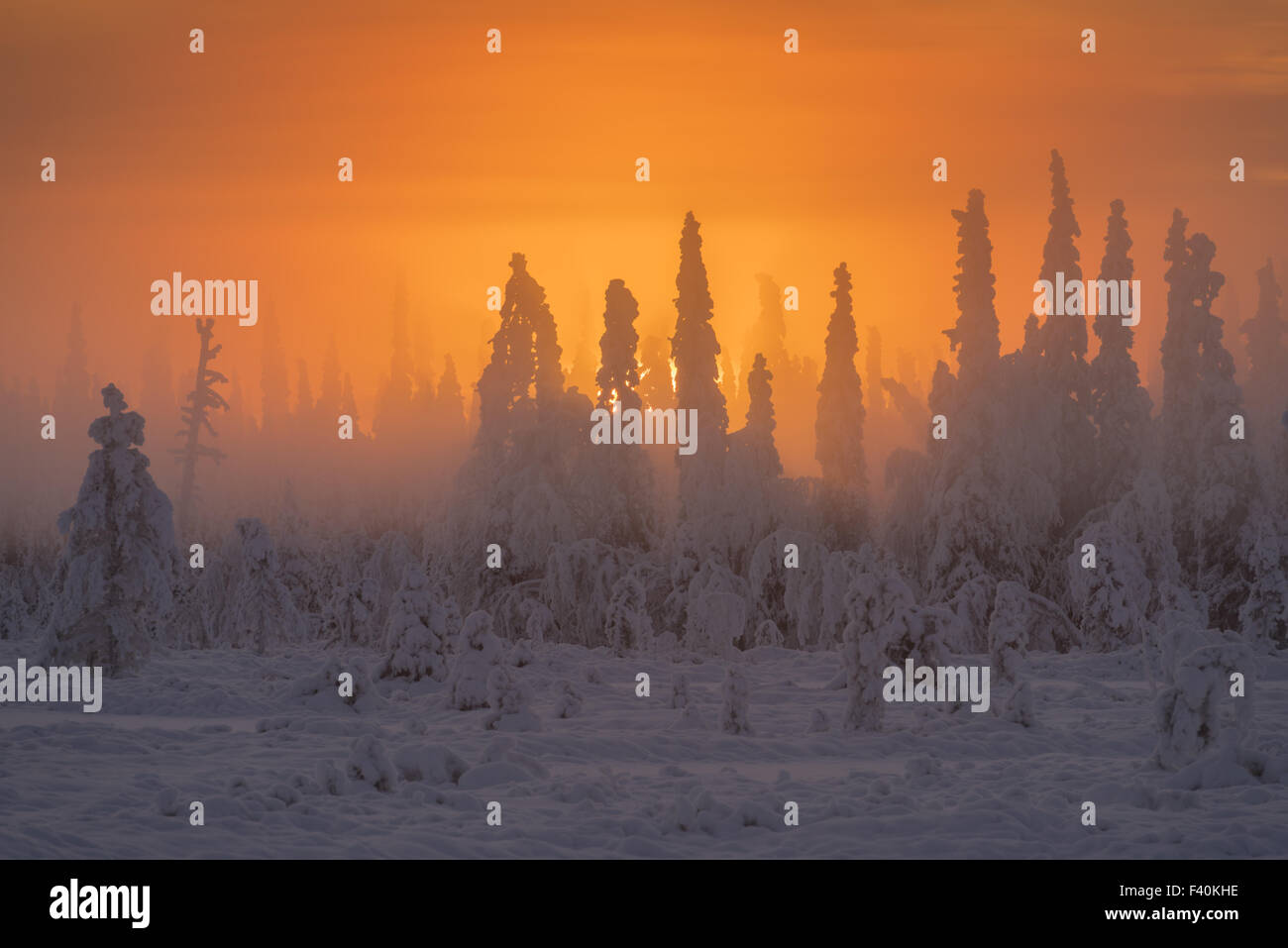 foggy mood, Muddus NP, Lapland, Sweden Stock Photo