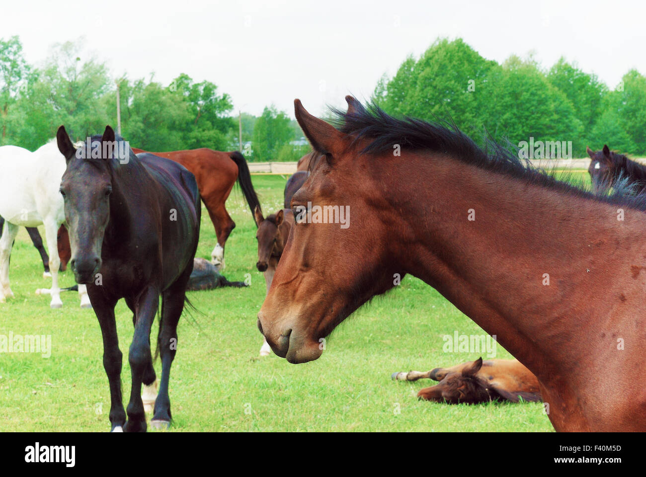 Beautiful adult horses Stock Photo