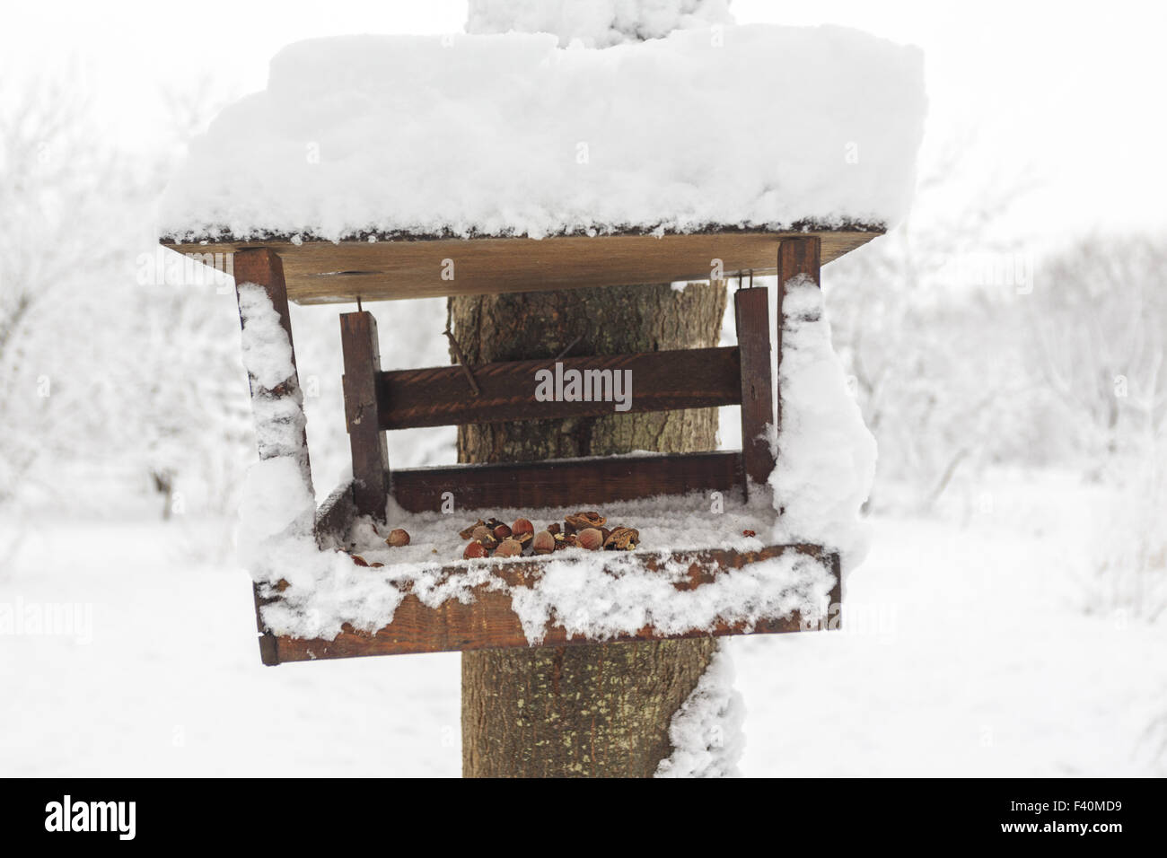 Hazelnuts in a manger for squirrels Stock Photo Alamy