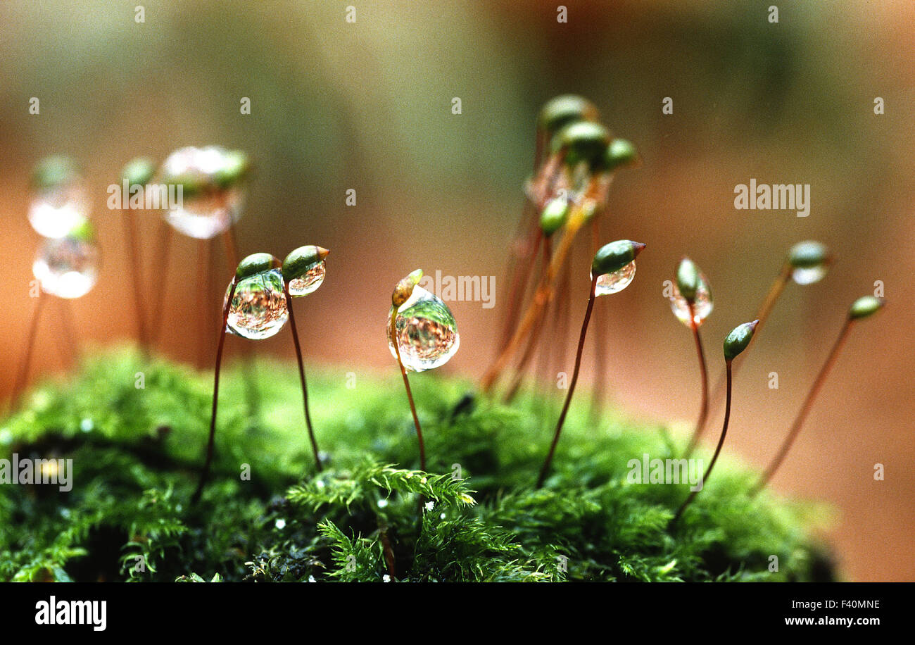 dew on moss Stock Photo