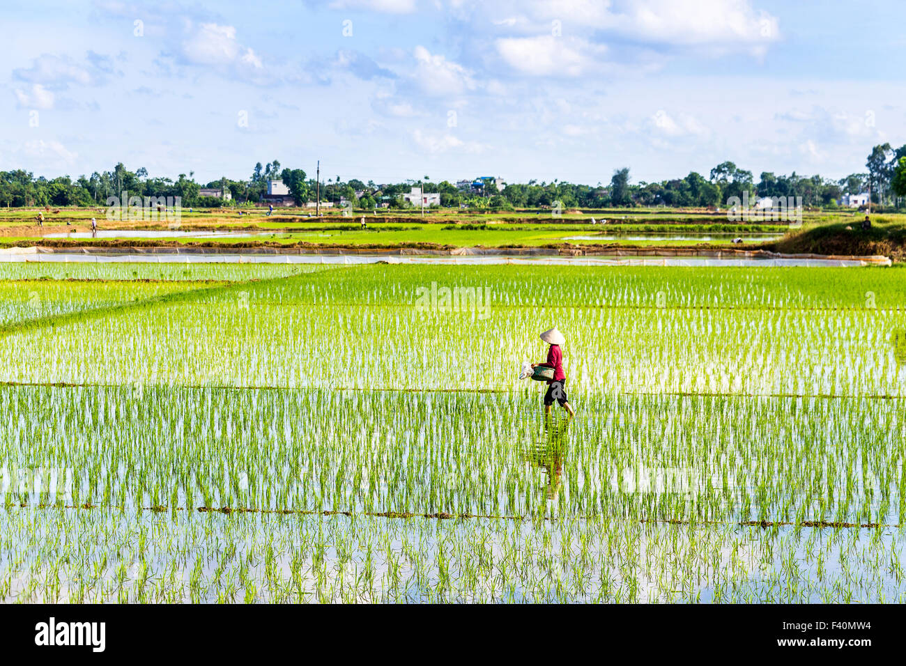 Farmers planting rice on the fields Stock Photo - Alamy