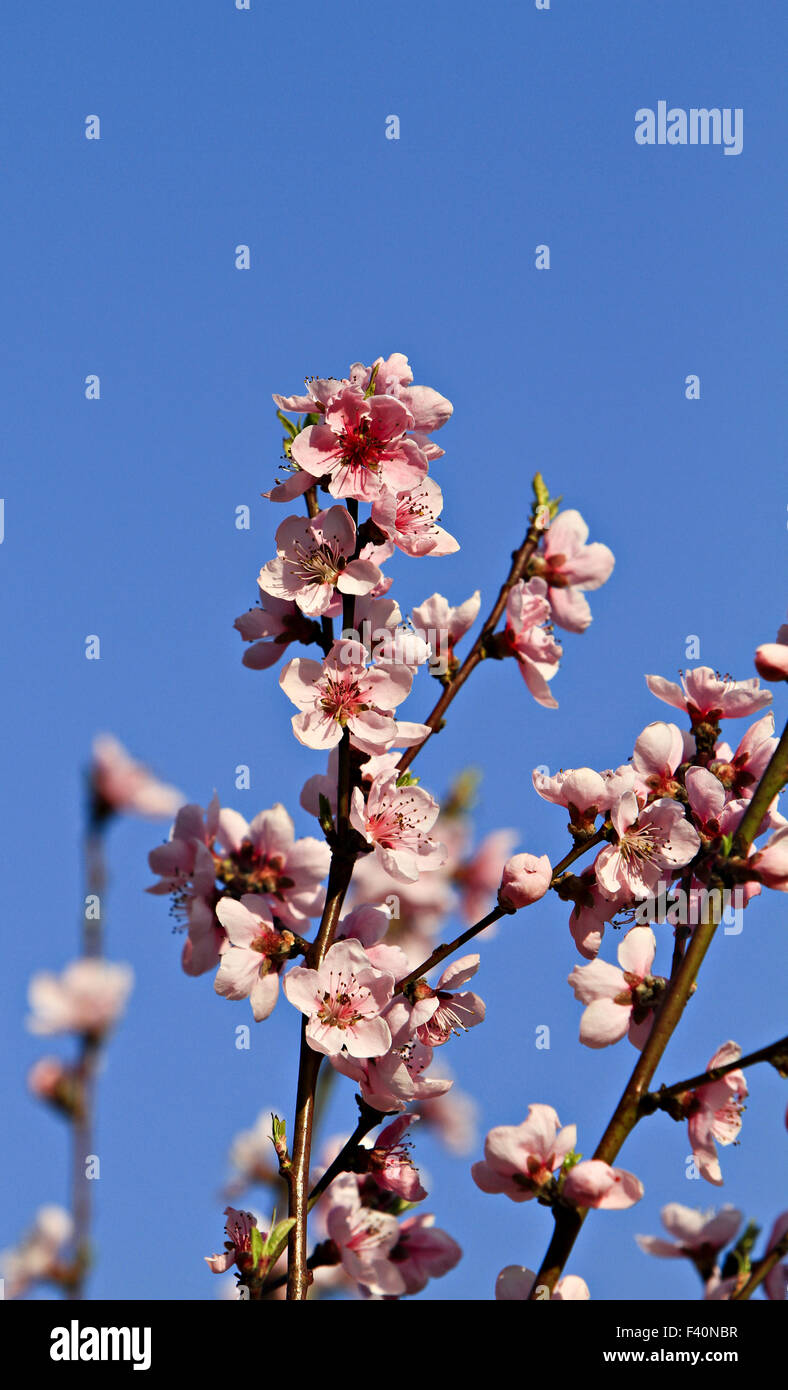 flowering peach tree Stock Photo Alamy