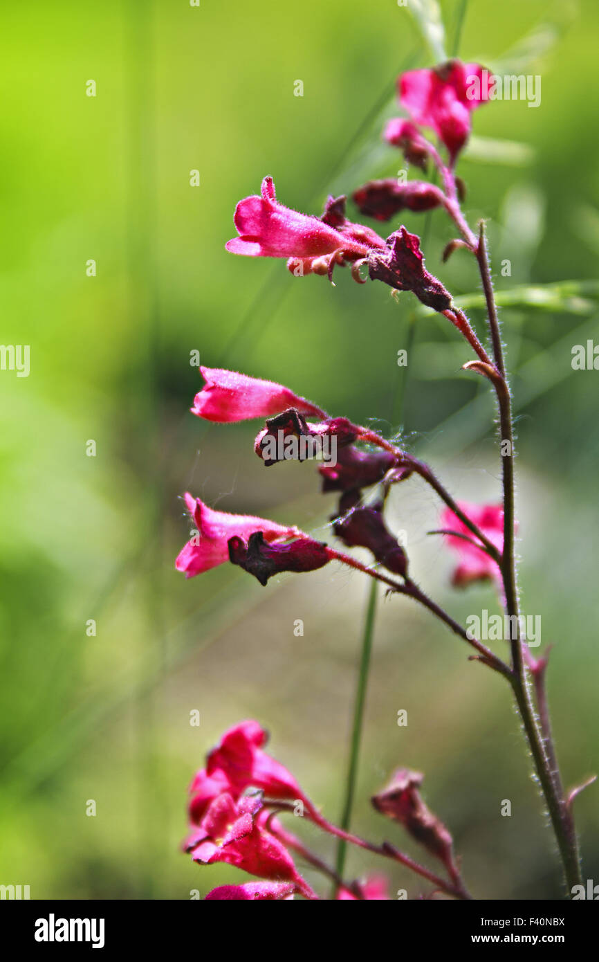 Wild grass flower hi-res stock photography and images - Alamy