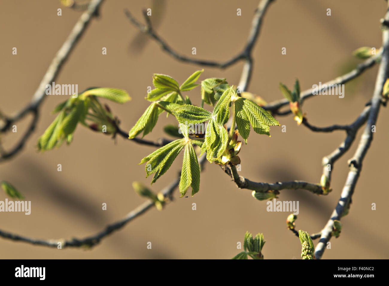 horse chestnut (Aesculus hippocastanum) Stock Photo